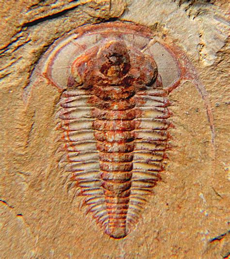 Fossil Remains Of A Trilobite Are Most Likely To Be Found In Which Type Of Rock