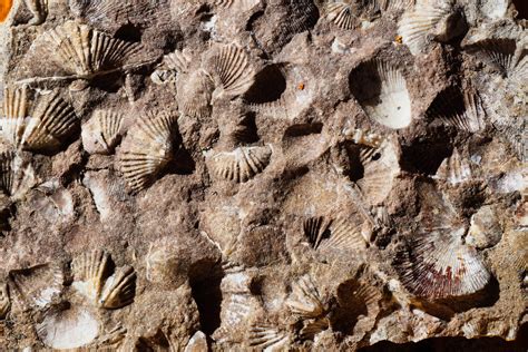 Fossil Rocks With Shells
