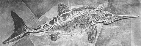 Fossil Similar Term