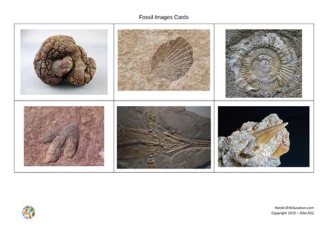 Fossil Sketching Ks2