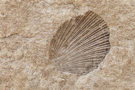 Spiral Shell Fossils