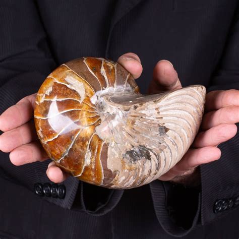 Il nautilus, il fossile vivente che ispira gli artisti