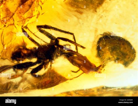 Fossilized Amber Spider