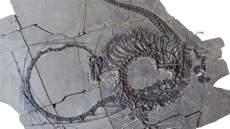 Fossilized Dragon Found