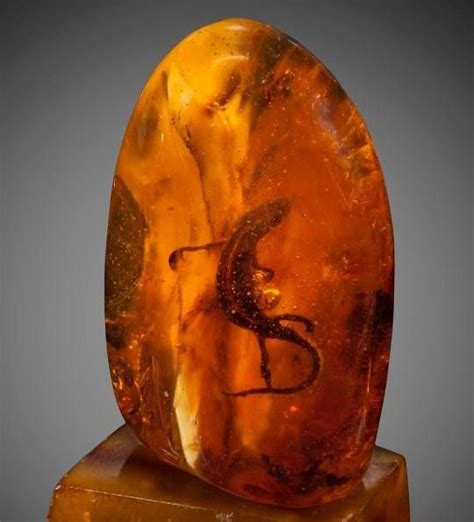 Fossils And Amber