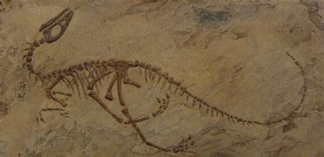 Fossils And Archeology Compsognathus
