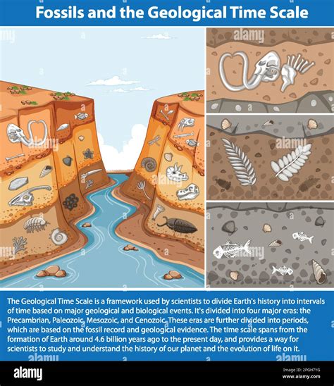 Fossils And Geologic Time