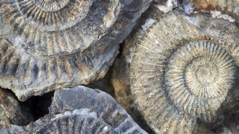 Fossils Are Found By