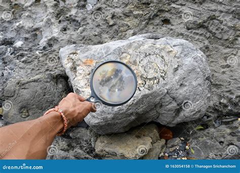 Fossils Are Found In Sedimentary Rocks