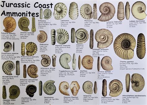 Fossils Are Most Common In ___