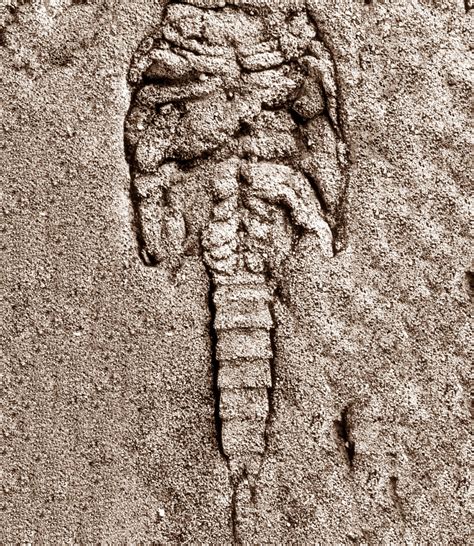 Fossils Are The Traces Of An Ancient