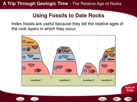 Fossils Are Used To Find The Relative Age Of Rocks