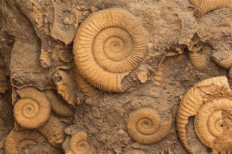 Fossils Are Usually Found In