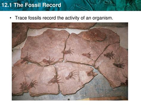 Fossils Can Form When The Organism Are In