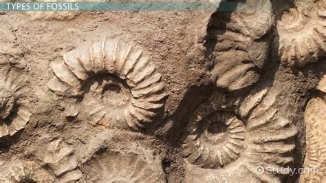 Fossils Cast Define