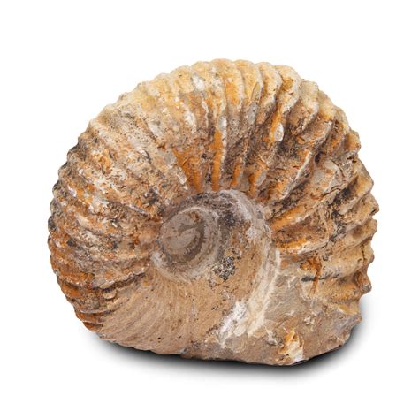 Fossils Co To Znaczy