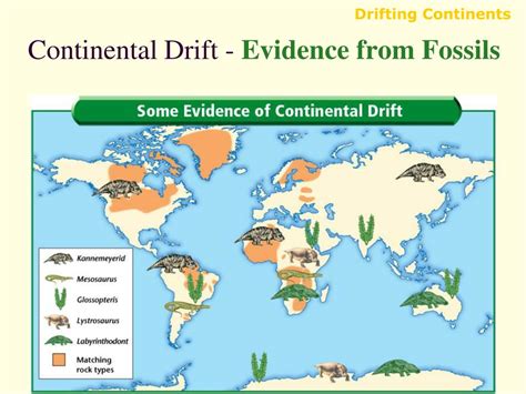 Fossils Continental Drift Examples