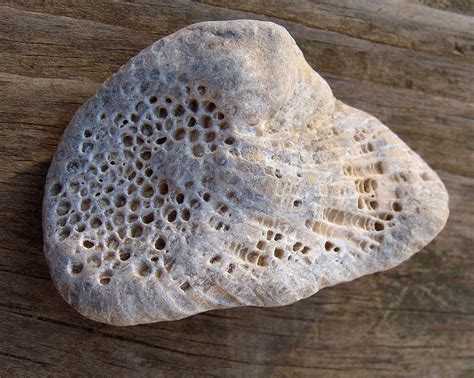 Fossils Coral