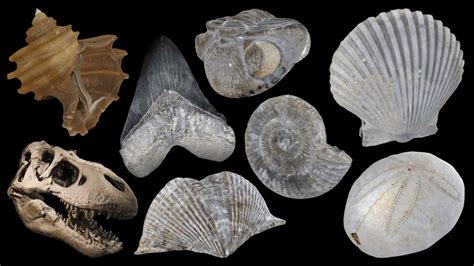Fossils Different Types