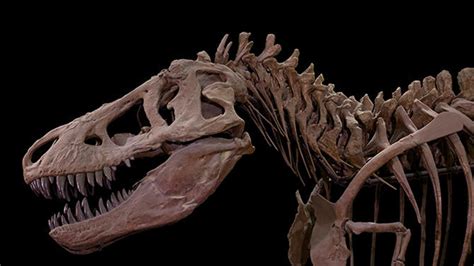 Fossils Dinosaur Facts