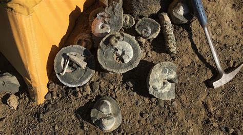 Fossils Discovered In Antarctica