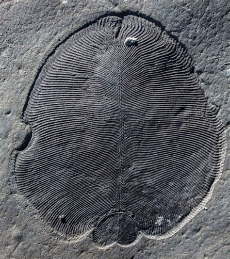 Fossils Earliest