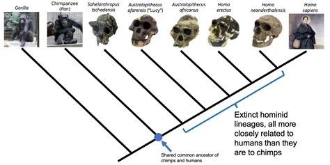 Fossils Evolutionary Relationships