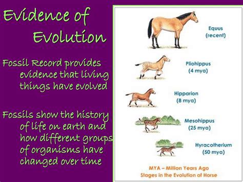 Fossils Evolved Over Time