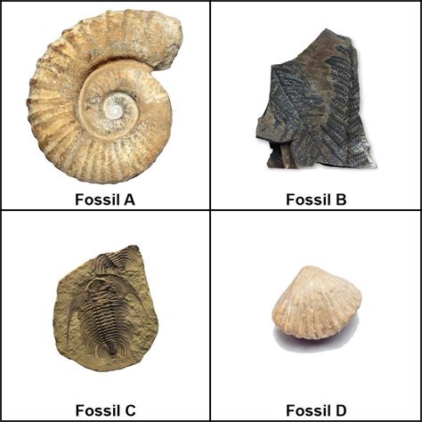Fossils Explanation Brainly