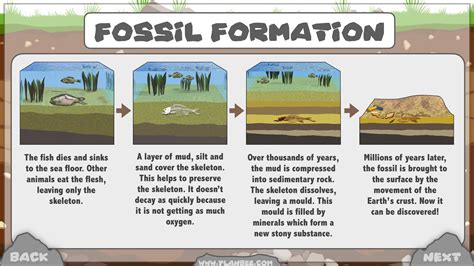Fossils For Ks2