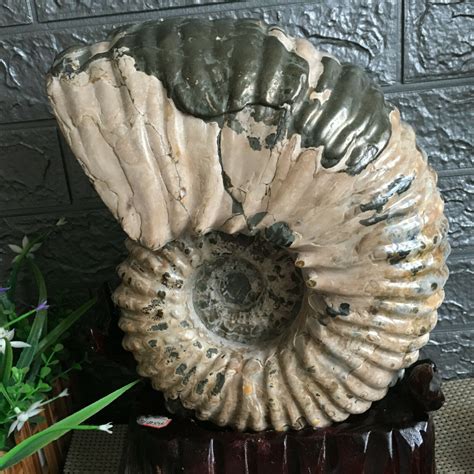 fossils for sale ebay