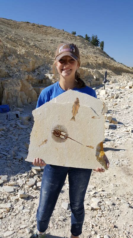 fossils for sale near me