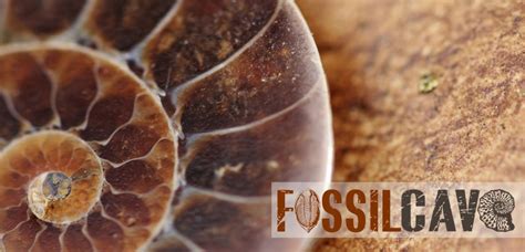 fossils for sale online