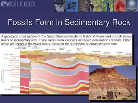 Fossils Form In Sedimentary Rocks