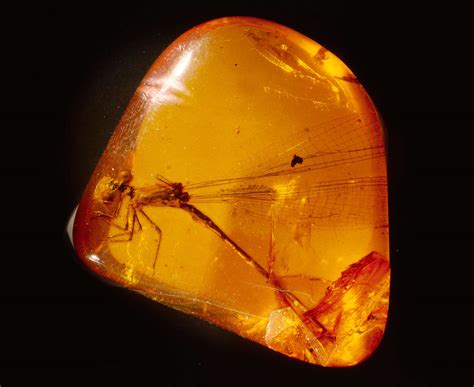 Fossils Formed Amber