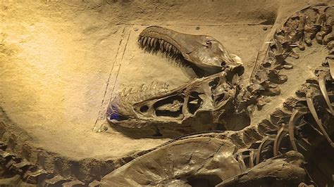 Fossils Found In Alberta