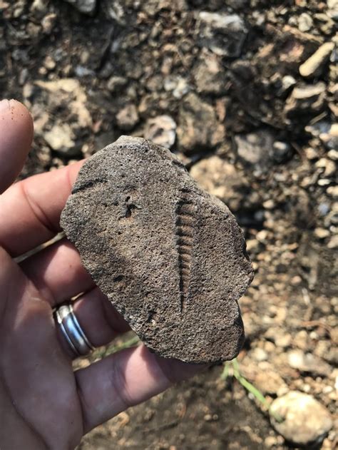 Fossils Found In Austin Texas
