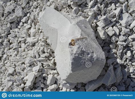 Fossils Found In Chalk