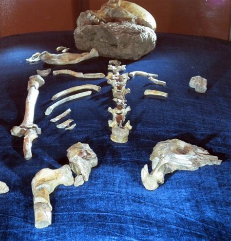 Fossils Found In Cradle Of Humankind