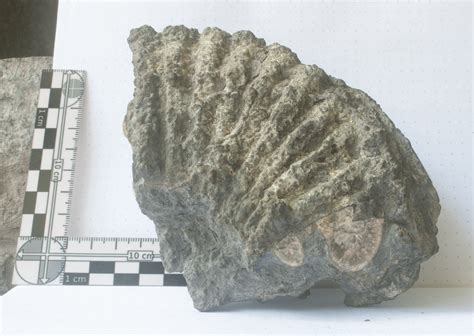 Fossils Found In Ecuador