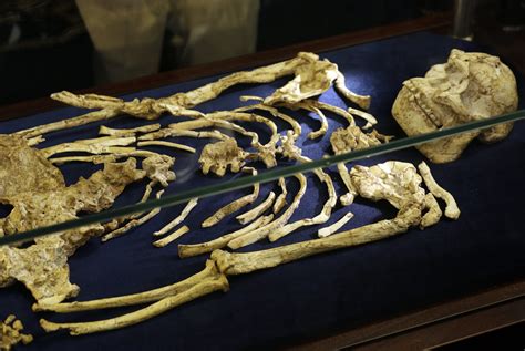 Fossils Found In Human Body
