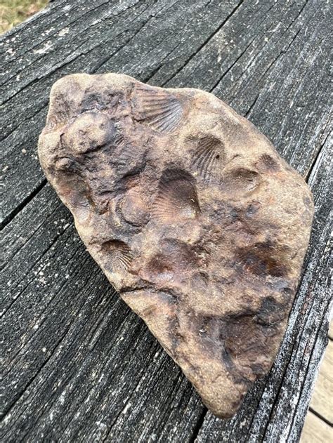 Fossils Found In Maryland