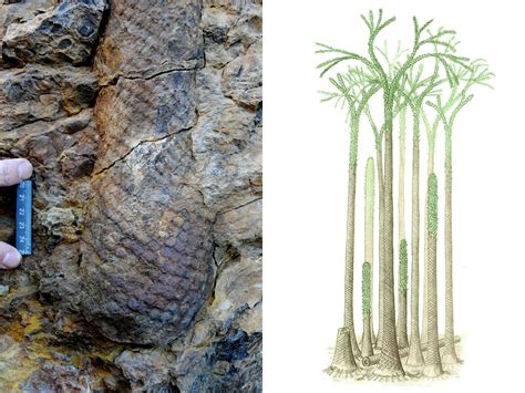 Fossils Found In Norway