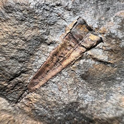 Fossils Found In Scotland