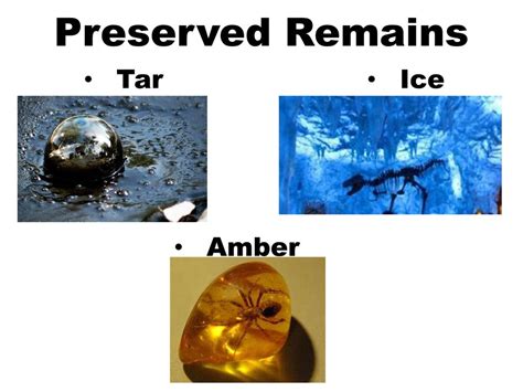 Fossils Found In Tar Amber And Ice Are Examples Of