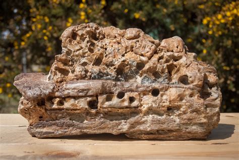 Fossils Found In The Uk