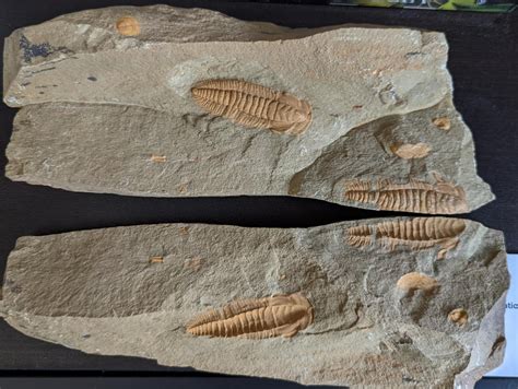 Fossils Found In Washington State