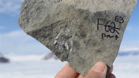 Fossils From Antarctica