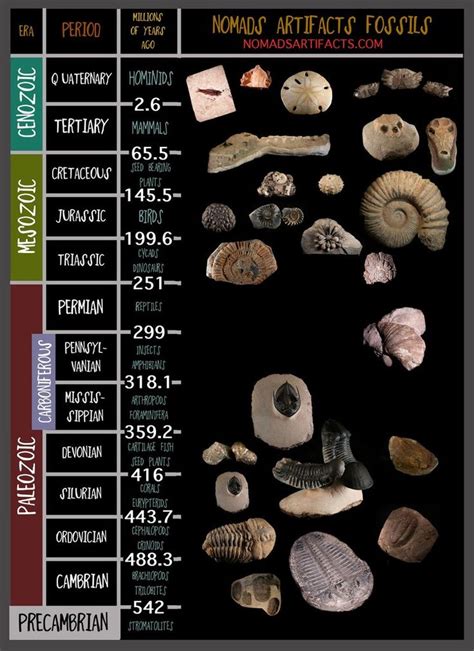Fossils Geologic Time Scale