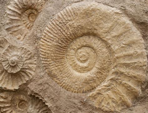 Fossils History Of